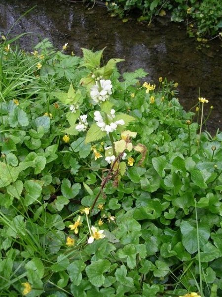 Ficaires et lamier blanc